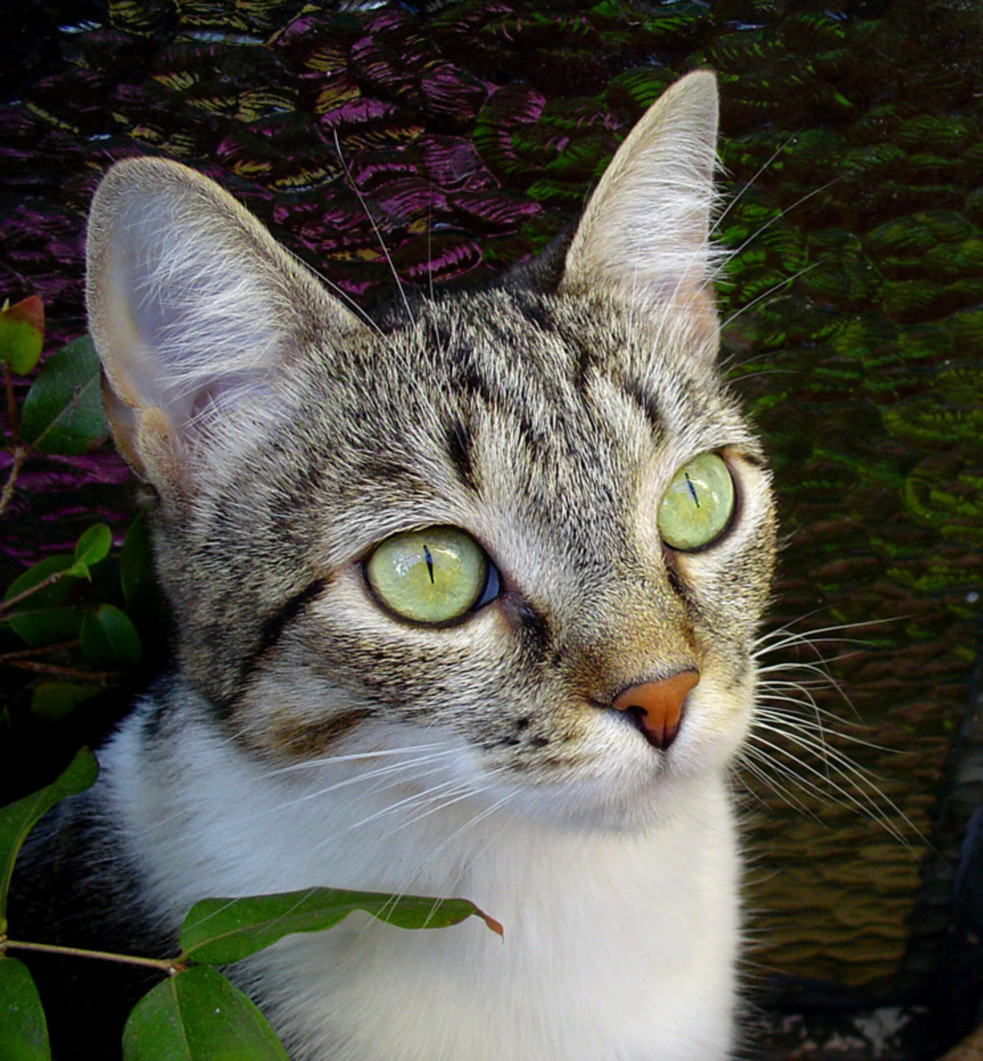 Бразильская короткошерстная кошка серая