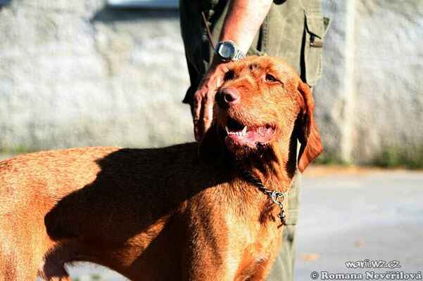 Igor - Maďarští psi - najsamlepšie plemeno na světě