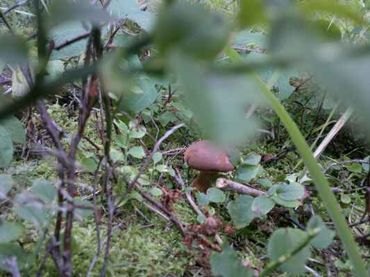 ...sobota 15.31...cestu ke studánce jsem nefotil, jen točil začátek, ale tuhle houbičku jsem našel po cestě, kousek od pramene...