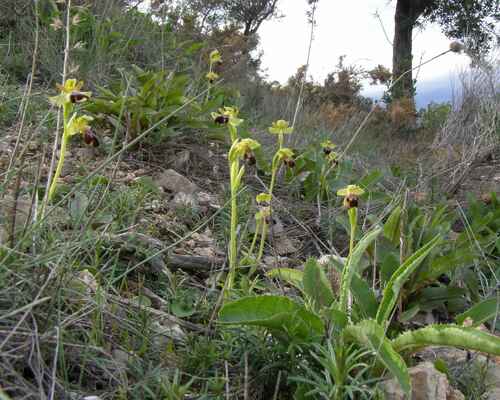 Obr. 1 Jako první, na přelomu ledna a února vykvétá na jihu Španělska v Andalusii tento tořič, orchidej s obdobným životním cyklem jako naše kukačka (foceno blízko Málagy v opuštěném olivovníkovém sadu)