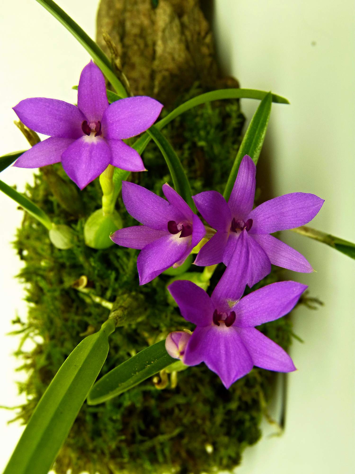 Орхидея Софронитис